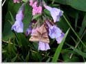 moth on Virginia Bluebells