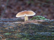 Fall Mushroom