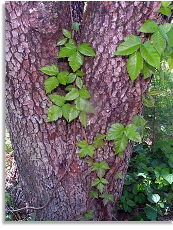 Poison Ivy on Dogwood Tree