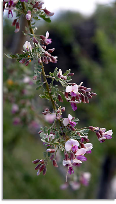 Desert Ironwood Flower