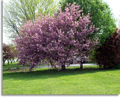 Tree With Pink Flowers