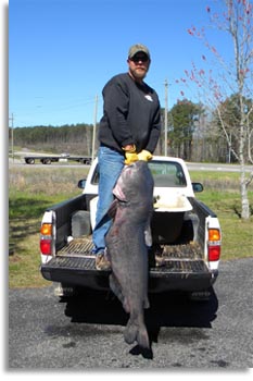 Alabama Blue Catfish