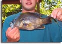 State Record Green Sunfish