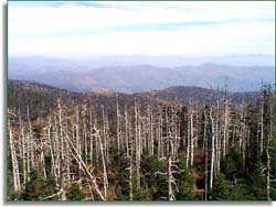 Clingman's Dome Trees Killed By Balsam Wolly Adelgid