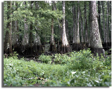 Bayou Cocodrie National Wildlife Refuge, Louisiana