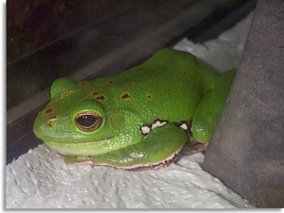 Chinese Flying Tree frog