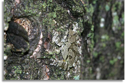 Cope's (Southern) Gray Treefrog