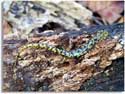 Rare Georgia Salamanders