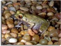 Malasian Leaf Frog
