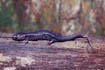 Oconaluftee Salamander