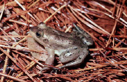 Pig Frog - Rana grylio