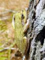 Pinewoods Treefrog - Hyla femoralis