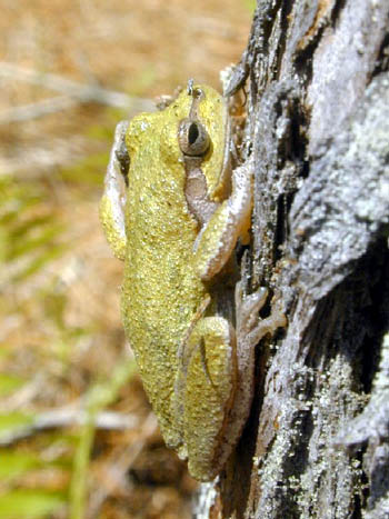 Pinewoods Treefrog