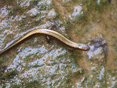 Smoky Mountain Salamander