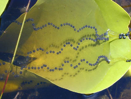 Southern Toad Eggs