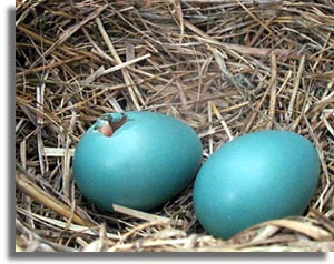 Robin Eggs Hatching