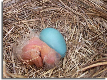 robin egg hatching