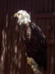 Bald Eagle Watch