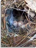 Carolina Wren Nest with Eggs