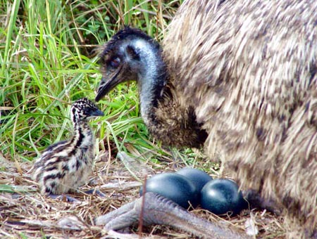 Emu with Eggs and chick