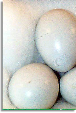 European Starling Eggs