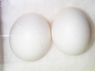 Great Horned Owl Eggs