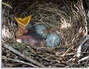 Mockingbird Eggs