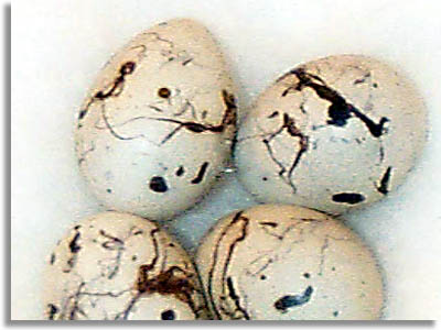 Oriole Egg