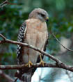 Red-shoulder Hawk