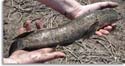 Arkansas Snakehead