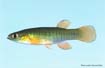 Banded Topminnow