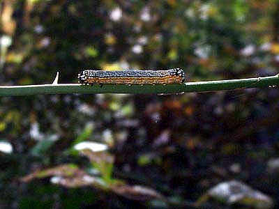 Tennessee Caterpillar