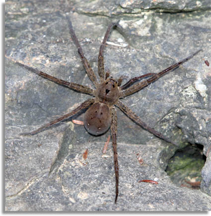 Dolomedes Fishing Spider