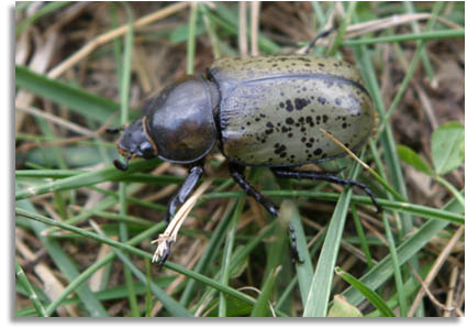 eastern hercules beetle price
