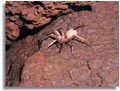 Kauai cave wolf spiders 