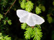 Smoky Mountain Moth