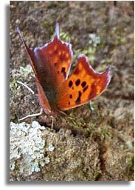 Butterfly - Question Mark (Polygonia interrogationis )