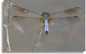 Swift Long-winged Skimmer