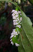 Tobacco Hornworm with Parasites