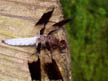 White-banded Dragonfly