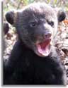 Luisiana Black Bears