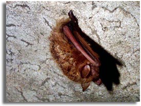 Tennessee Bat