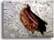 Bat in Lost Creek Cave