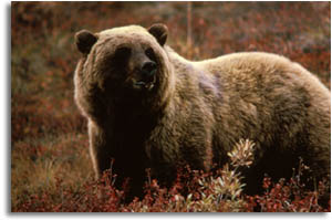 Brown Bear - Photo Jon Nickles