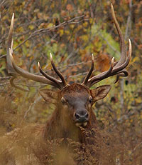 Buffalo River Elk