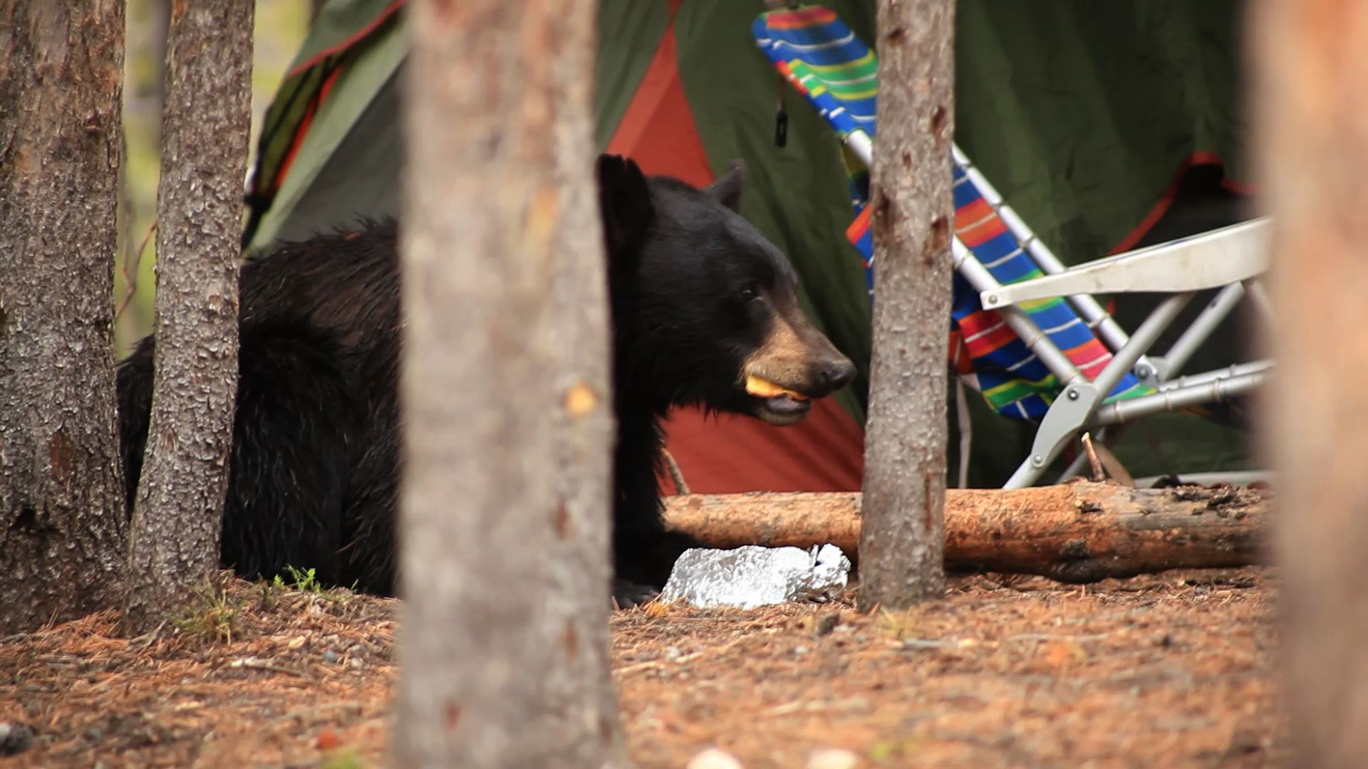 Bear in Campsite