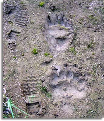 Grizzly Bear or Brown Bear Tracks