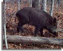 Tennessee Wild Boar