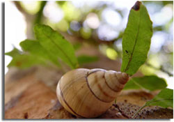 Liguss Tree Snail - Big Cypress National Preserve