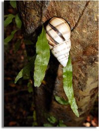Endangered Climbing Vine Fern and Liguss Tree Snail